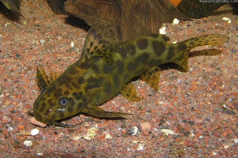 Synodontis waterloti