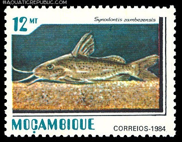 Synodontis zambezensis