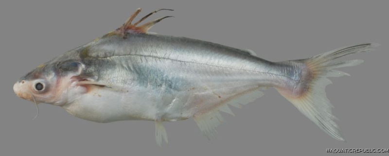 Pangasius bocourti