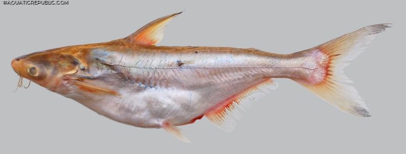 Pangasius bocourti