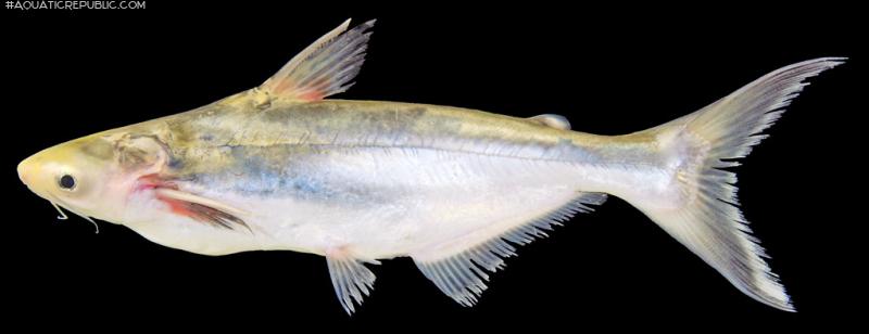 Pangasius bocourti