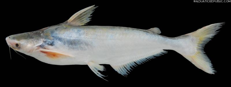 Pangasius conchophilus