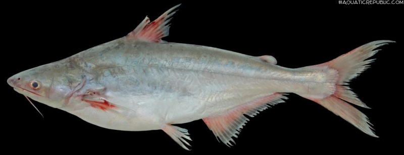 Pangasius conchophilus