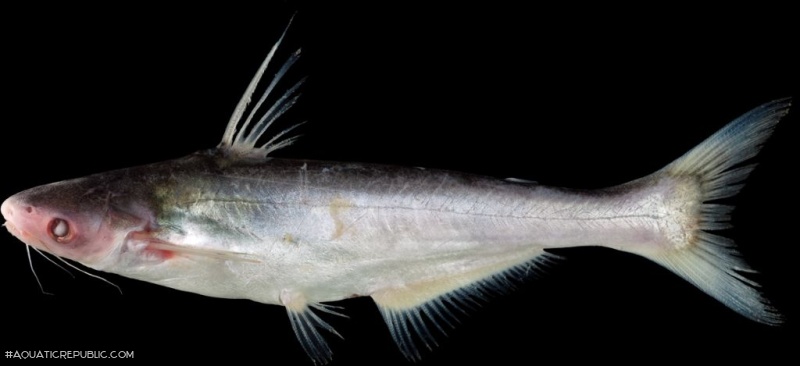 Pangasius elongatus