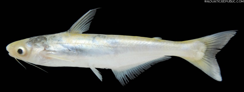 Pangasius elongatus