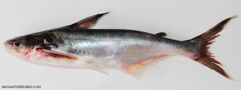 Pangasius icaria