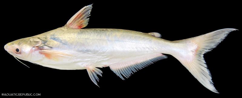 Pangasius krempfi