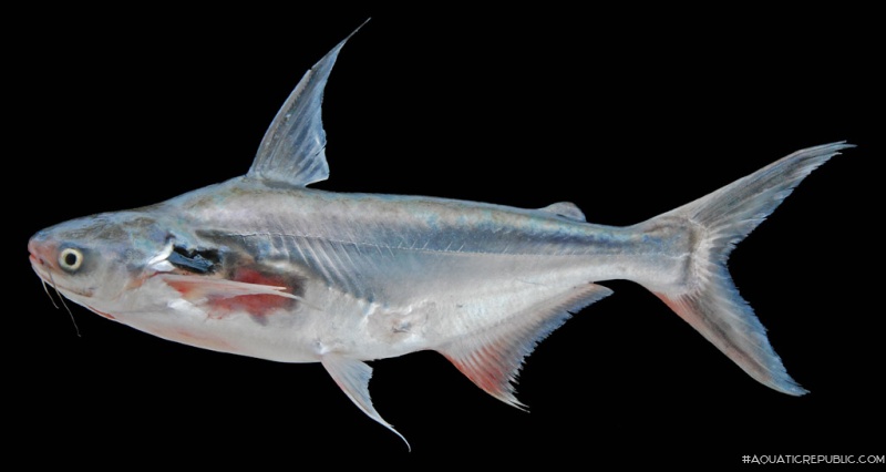 Pangasius larnaudii