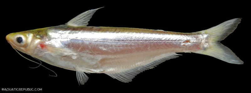 Pangasius macronema