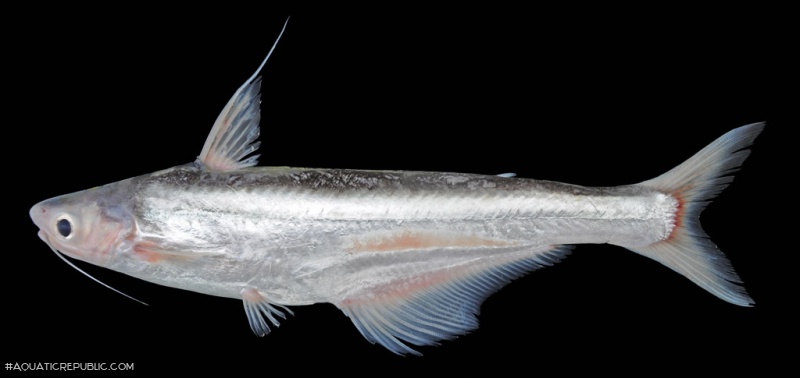 Pangasius macronema