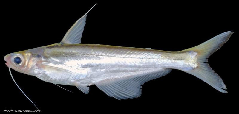 Pangasius macronema