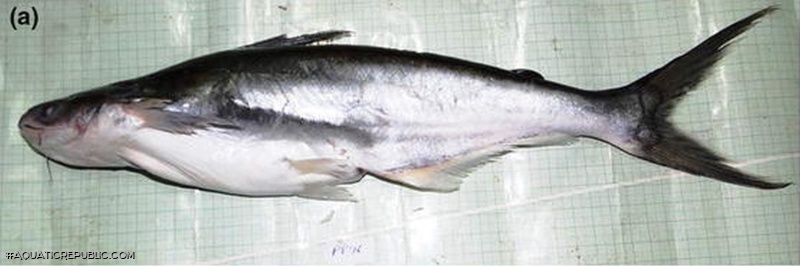 Pangasius silasi