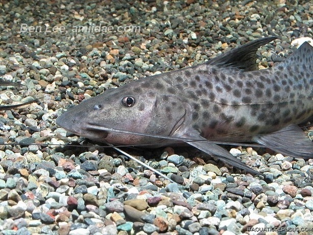 Aguarunichthys torosus