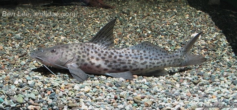 Aguarunichthys torosus