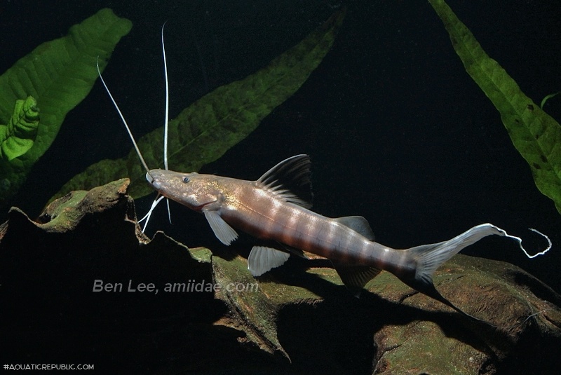 Brachyplatystoma juruense