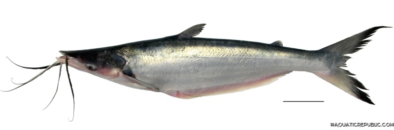 Hypophthalmus marginatus