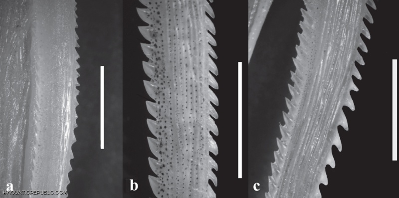 Iheringichthys syi