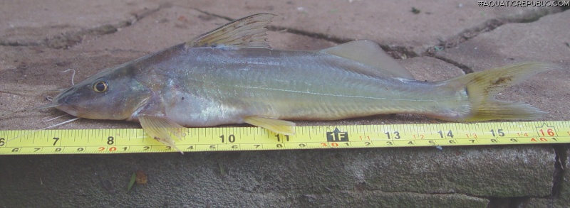 Megalonema platanum