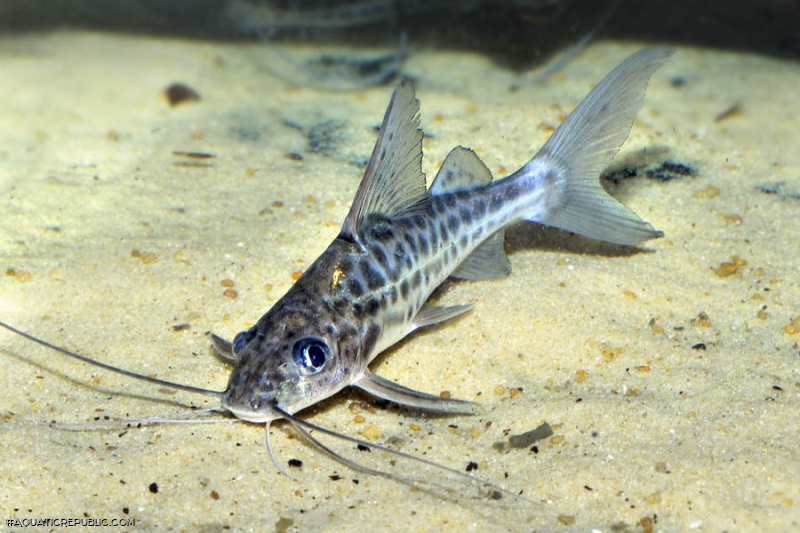 Pimelodus maculatus