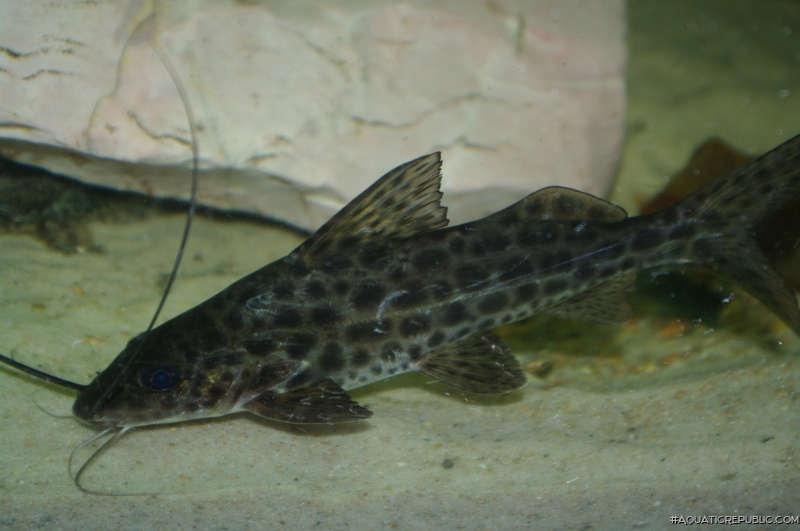 Pimelodus maculatus