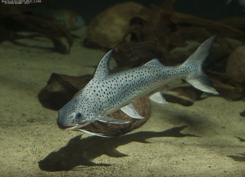 Platynematichthys notatus