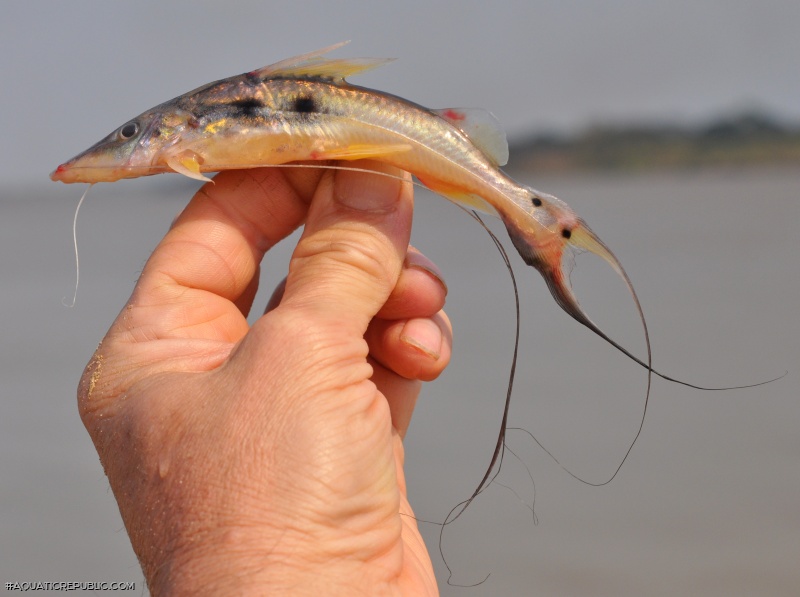 Platysilurus mucosus