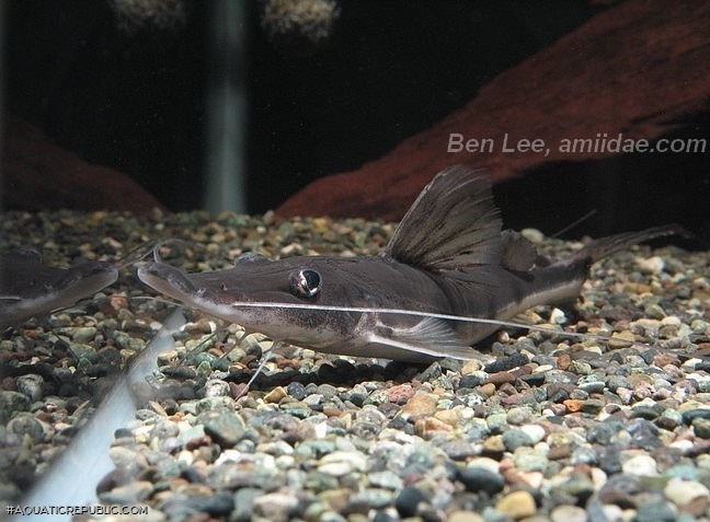 Platystomatichthys sturio