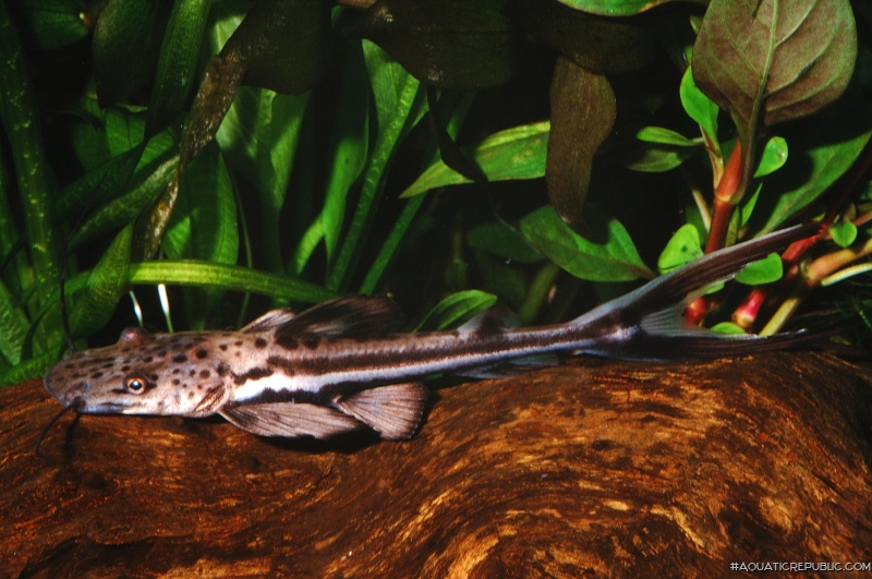 Sorubimichthys planiceps