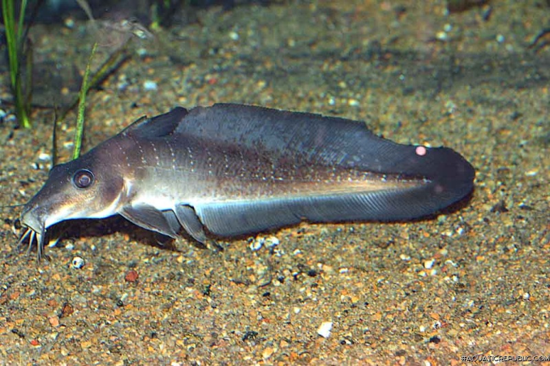 Anodontiglanis dahli