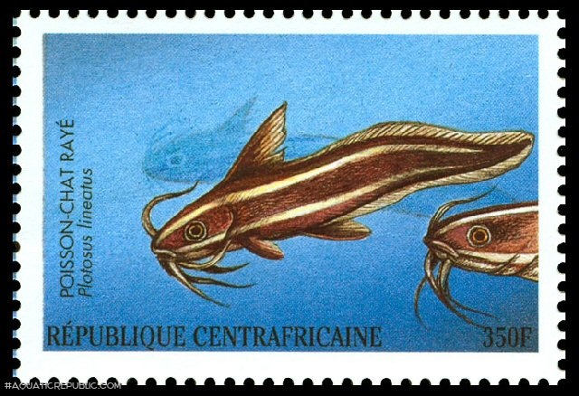 Plotosus lineatus