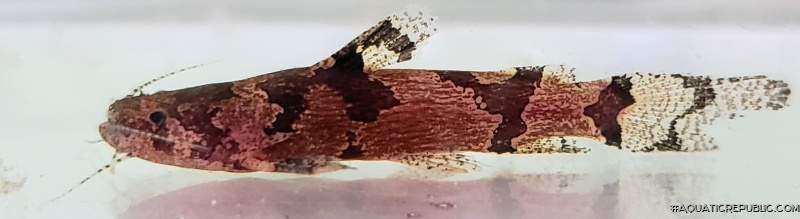 Microglanis aff. poecilus