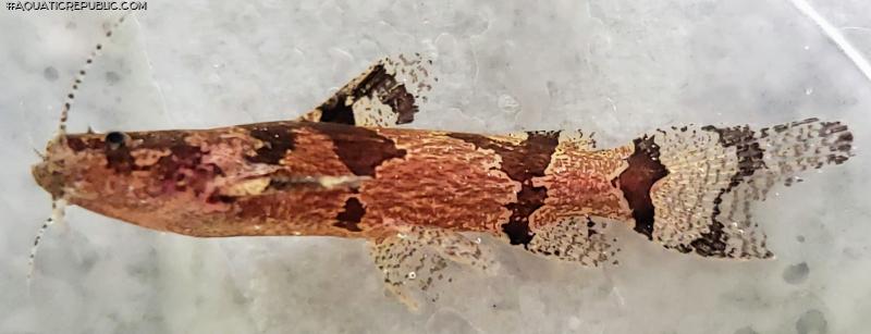 Microglanis aff. poecilus