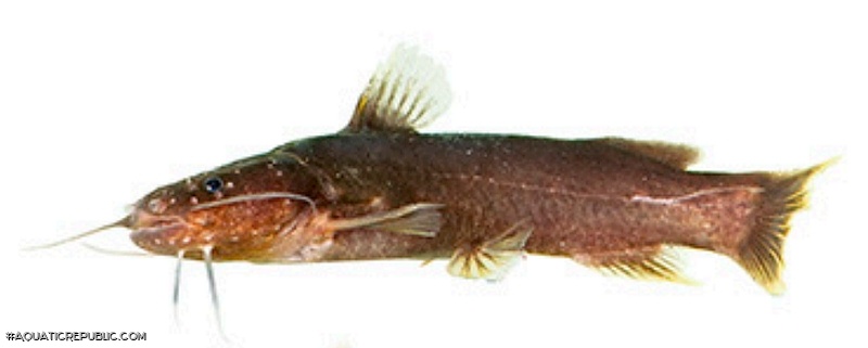 Microglanis berbixae