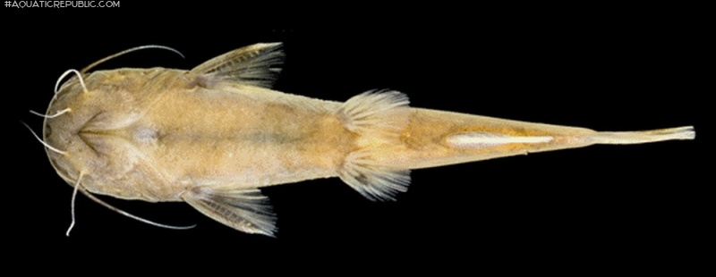 Microglanis berbixae