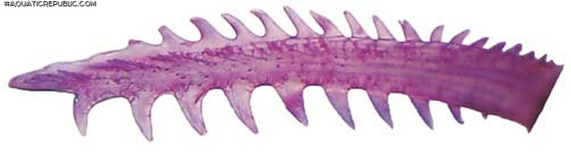 Microglanis carlae