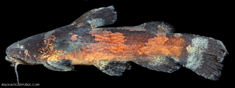 Microglanis cibelae