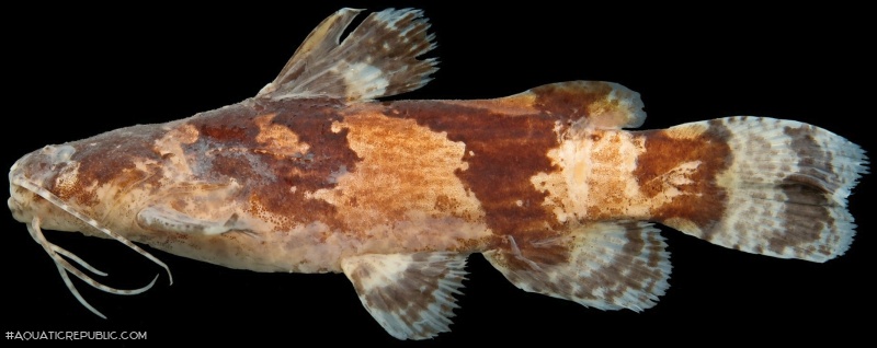 Microglanis cottoides