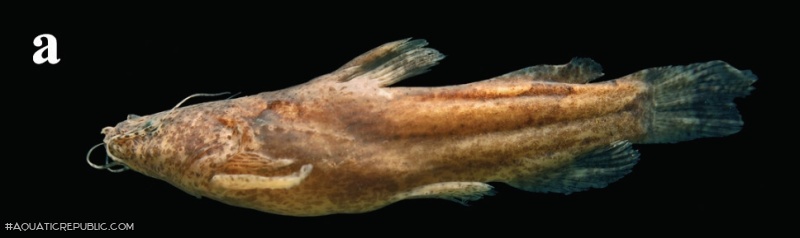 Microglanis garavelloi