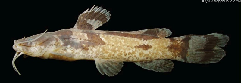 Microglanis maculatus