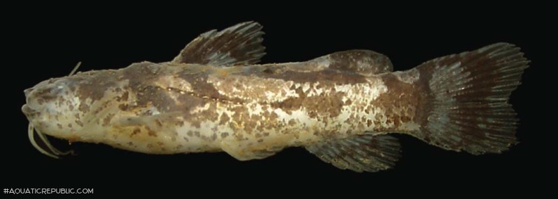 Microglanis maculatus