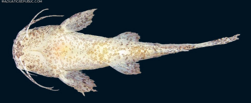 Microglanis minutus