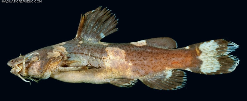 Microglanis nigripinnis