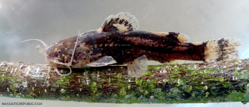 Microglanis nigrolineatus