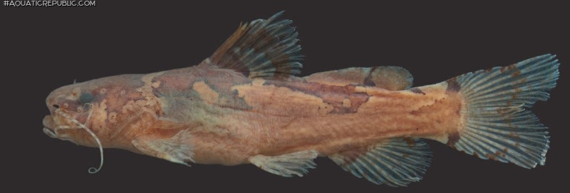 Microglanis parahybae