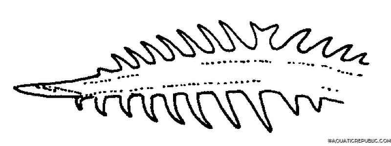 Microglanis poecilus