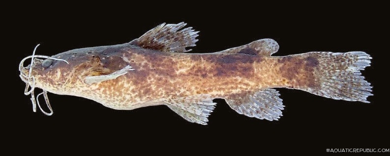 Microglanis reikoae