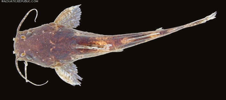 Microglanis reikoae