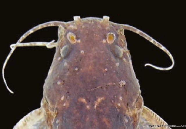 Microglanis reikoae