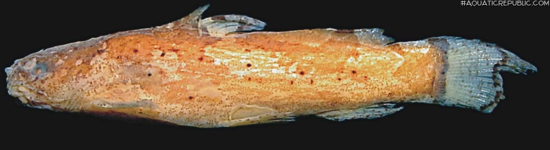 Microglanis robustus