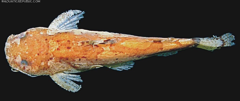 Microglanis robustus